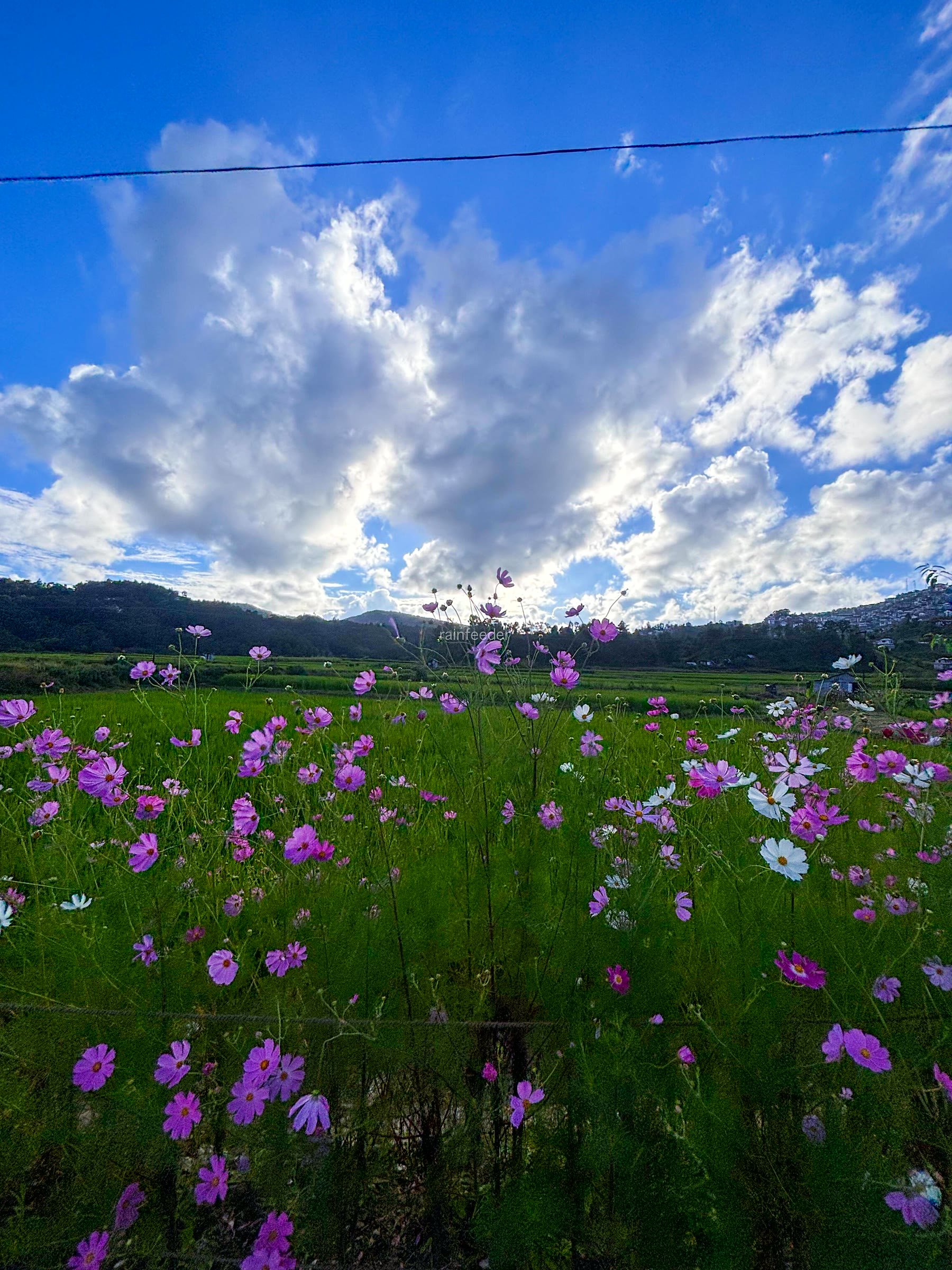 Champhai Cosmos Fields